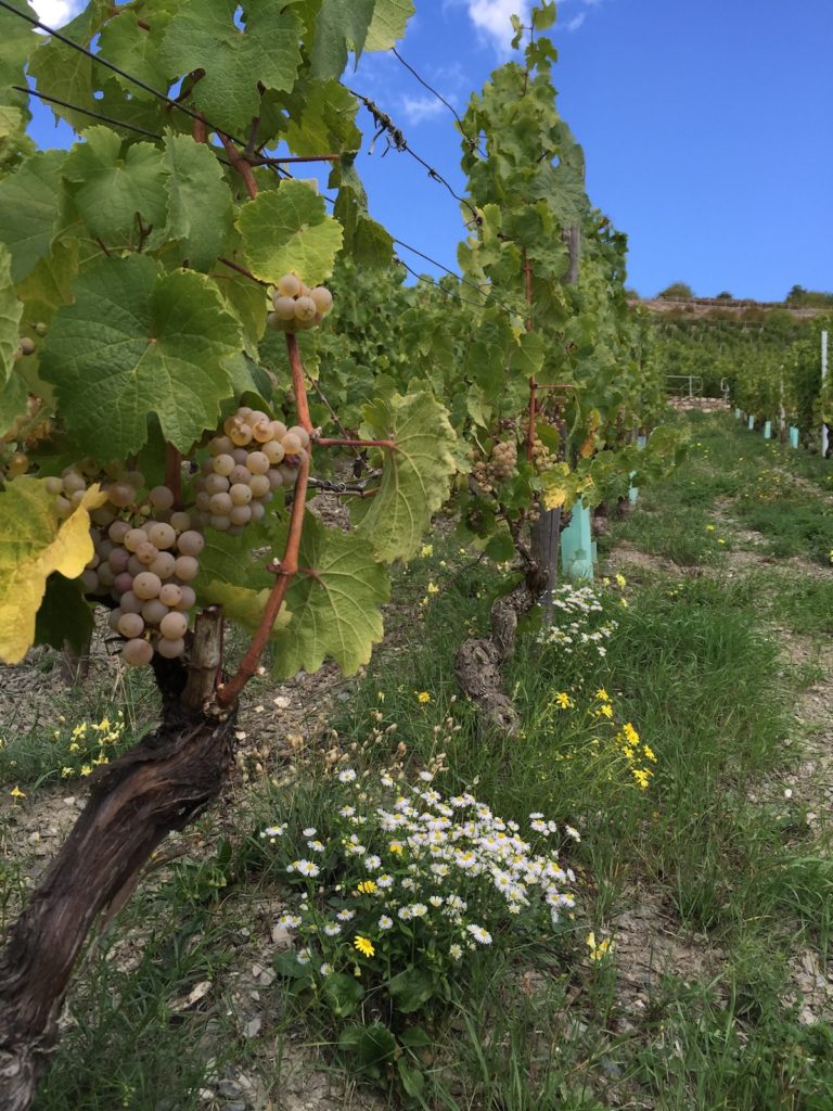 One of Eva Fricke's organically cultivated vineyards in Lorch