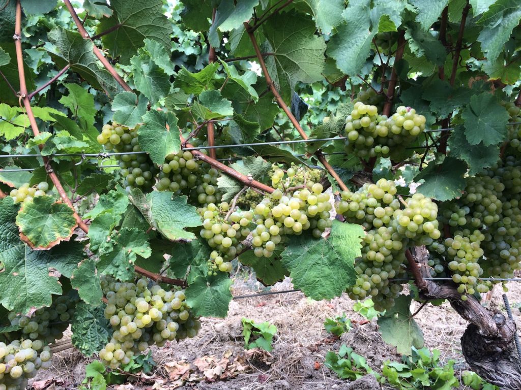 Riesling Nonnberg, 26.08.18